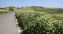 highway with flowers