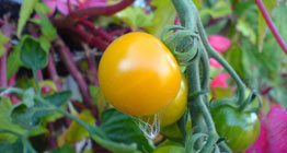 yellow tomato