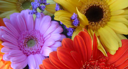 gerbera daisies