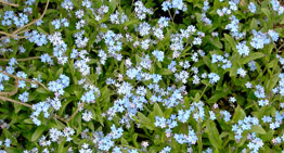 blue forget-me-nots