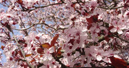 pink cherry blossoms