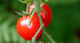 tomatoes