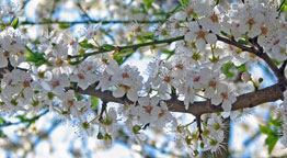 white cherry blossoms