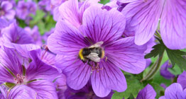 purple flowers with bee