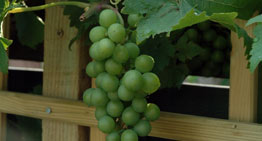 grapes