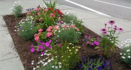 roadside garden